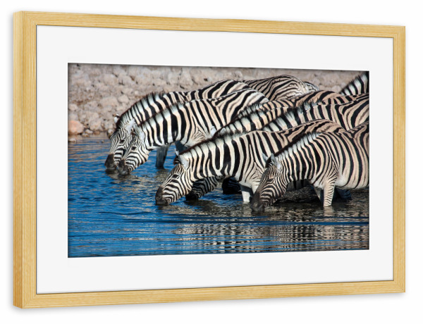 Poster mit Rahmen kiefer "Zebras am Wasserloch in Namibia" artboxONE - Tiere,Reise / Afrika