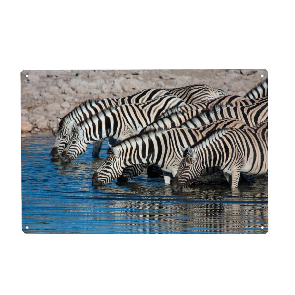 Holzbild "Zebras am Wasserloch in Namibia" artboxONE - Tiere,Reise / Afrika - Zebra,Afrika,Namibia,Wildlife,Wildtiere,Savanne,Safari,Südafrika