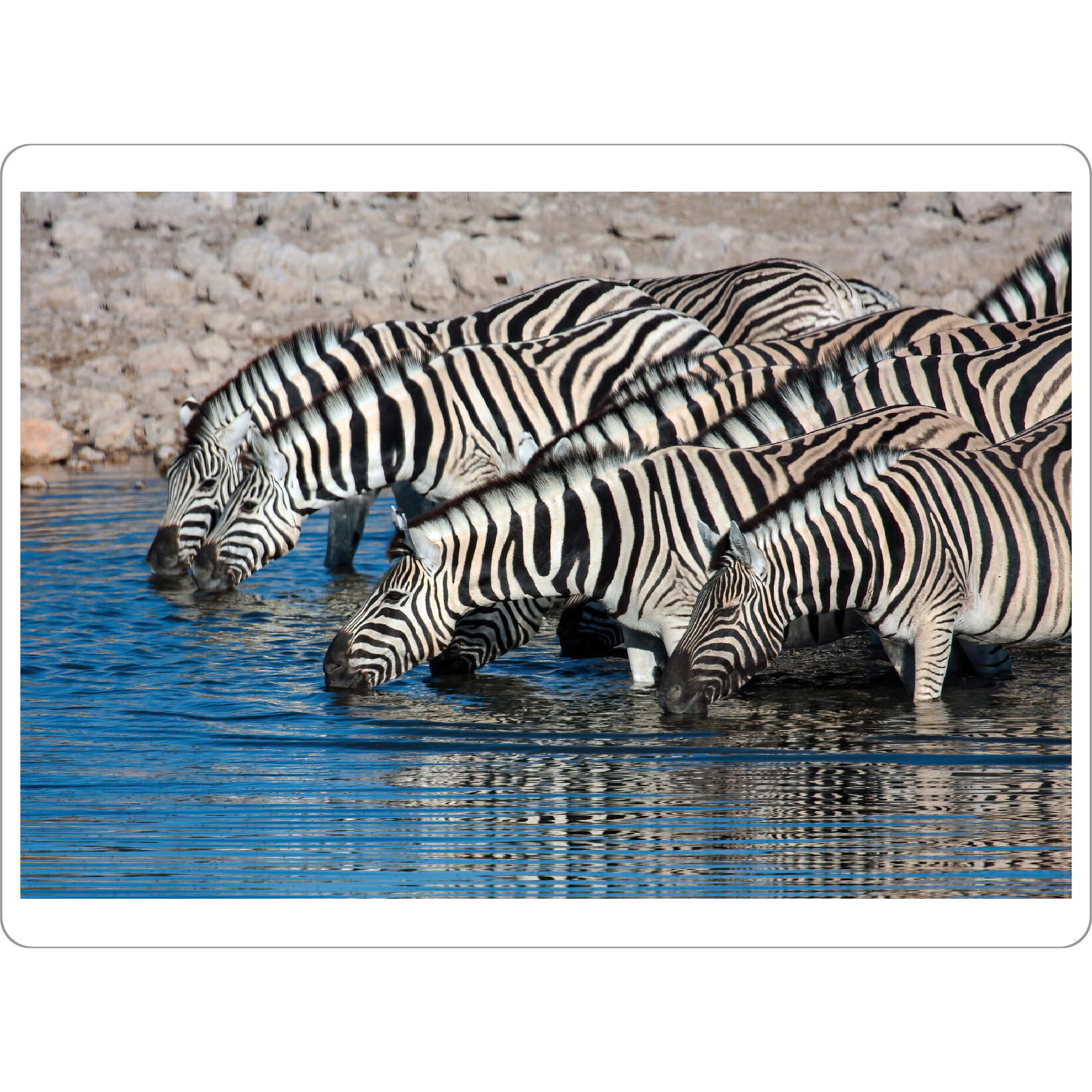 Tischset "Zebras am Wasserloch in Namibia" artboxONE - Tiere,Reise / Afrika - Zebra,Afrika,Namibia,Wildlife,Wildtiere,Savanne,Safari,Südafrika
