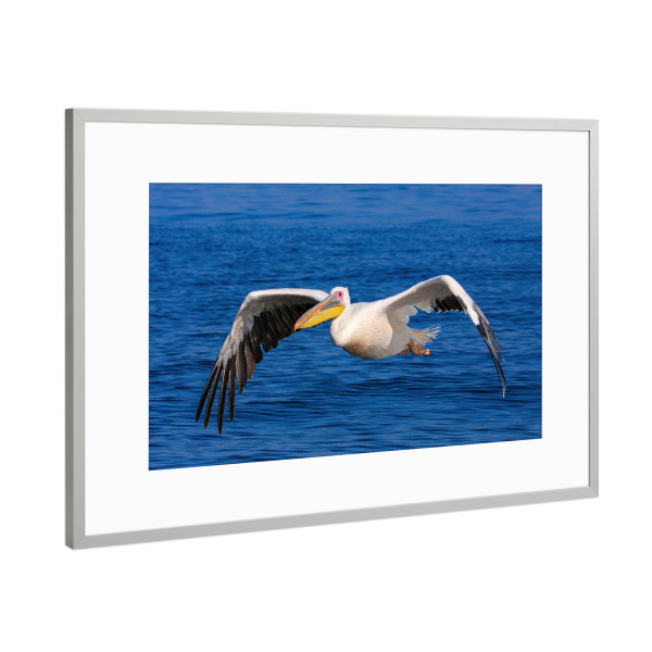Poster mit Rahmen Silber "Rosa Pelikan im Flug" artboxONE - Tiere,Reise / Afrika - Pelikan,Vogel,Rosa pelikan,Wildlife,Fliegen,Flug,Namibia,Safari