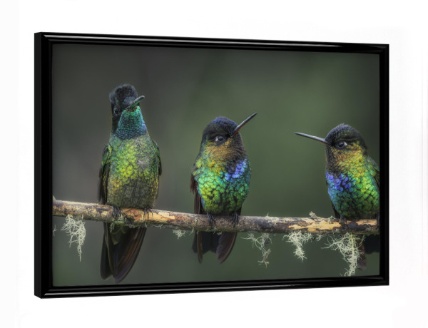 Poster mit schwarzem Rahmen "Drei bunte Gesellen" artboxONE - Natur,Tiere