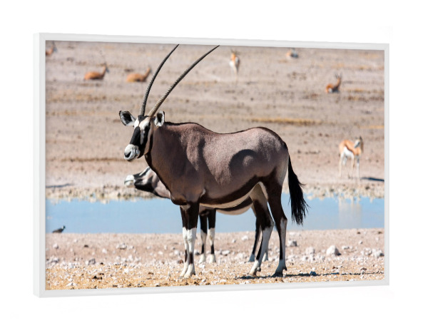 Poster mit weißem Rahmen "Oryx Antilopen in Namibia" artboxONE - Tiere,Reise / Afrika