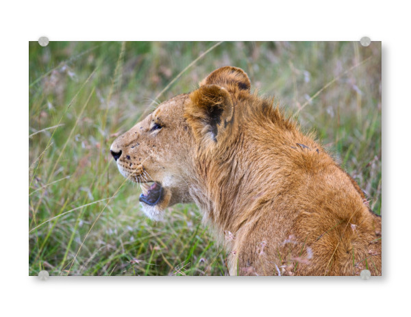 Acrylglasbild "Porträt eines Löwen" artboxONE - Tiere,Reise / Afrika - Löwe,Afrika,Löwen,Safari,Raubkatze,Raubtier,Savanne,Masai mara,Serengeti