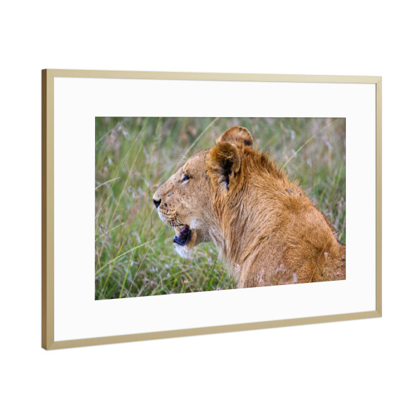 Poster mit Rahmen Gold "Porträt eines Löwen" artboxONE - Tiere,Reise / Afrika