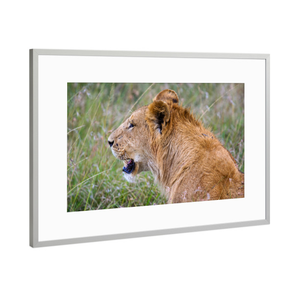 Poster mit Rahmen Silber "Porträt eines Löwen" artboxONE - Tiere,Reise / Afrika