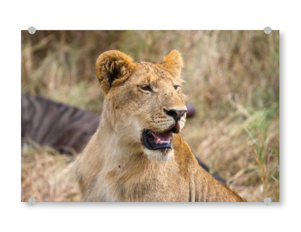Acrylglasbild "Löwe in der Masai Mara" artboxONE - Tiere,Reise / Afrika - Löwe,Afrika,Löwen,Safari,Raubkatze,Raubtier,Savanne,Masai mara,Serengeti