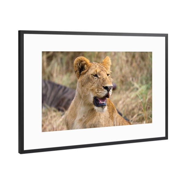 Poster mit Rahmen Schwarz (Metallic) "Löwe in der Masai Mara" artboxONE - Tiere,Reise / Afrika