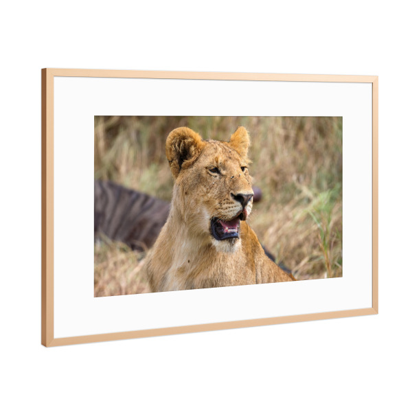 Poster mit Rahmen Kupfer "Löwe in der Masai Mara" artboxONE - Tiere,Reise / Afrika