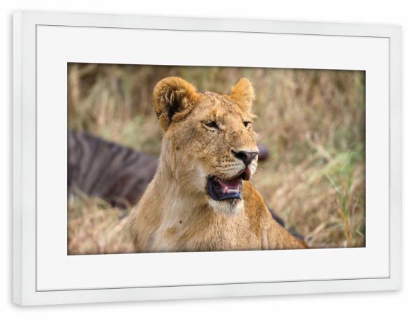 Poster mit Rahmen weiß "Löwe in der Masai Mara" artboxONE - Tiere,Reise / Afrika