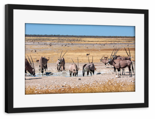 Poster mit Rahmen schwarz "Oryx in der Savanne" artboxONE - Tiere,Reise / Afrika