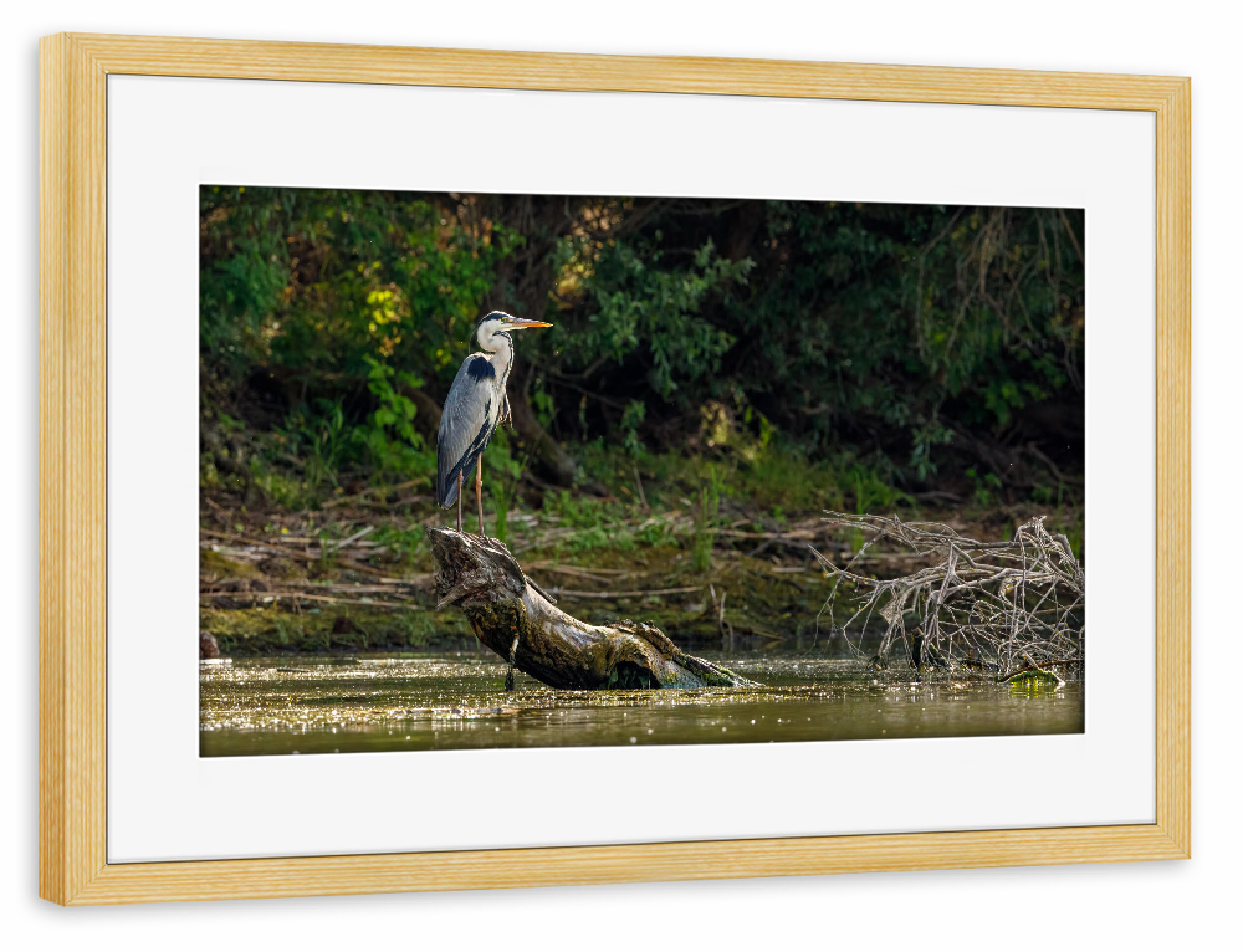 Poster mit Rahmen kiefer "Graureiher im Sumpf" artboxONE - Natur,Tiere - Reiher,Graureiher,Fischreiher,Wildlife,Vogel,Donaudelta,Sumpf