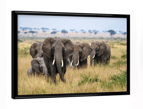 Poster mit schwarzem Rahmen "Elefanten Herde" artboxONE - Tiere,Reise / Afrika