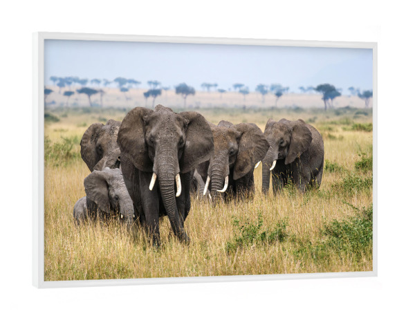 Poster mit weißem Rahmen "Elefanten Herde" artboxONE - Tiere,Reise / Afrika
