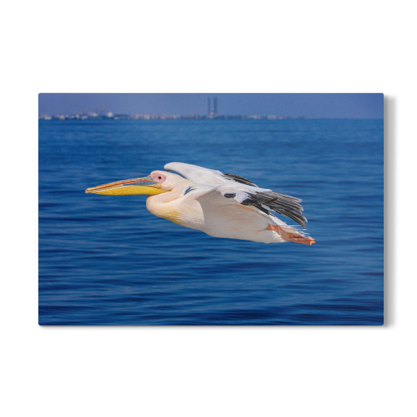 Galerie-Print "Rosa Pelikan" 30x20 cm artboxONE