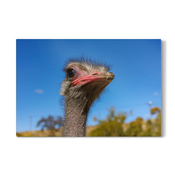 Galerie-Print "Kopf vom Vogel Strauß" 30x20 cm artboxONE