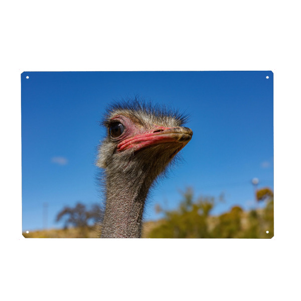 Holzbild "Kopf vom Vogel Strauß" artboxONE - Tiere,Reise / Afrika - Strauß,Namibia,Vogel,Kopf,Schnabel,Gesicht,Tier,Wildlife,Wildtier,Savanne,Afrika