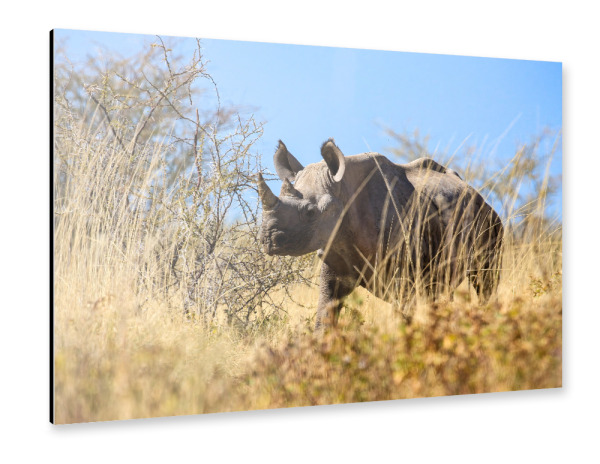 Alu-Dibond "Nashorn in der Savanne von Namibia" 30x20 cm artboxONE