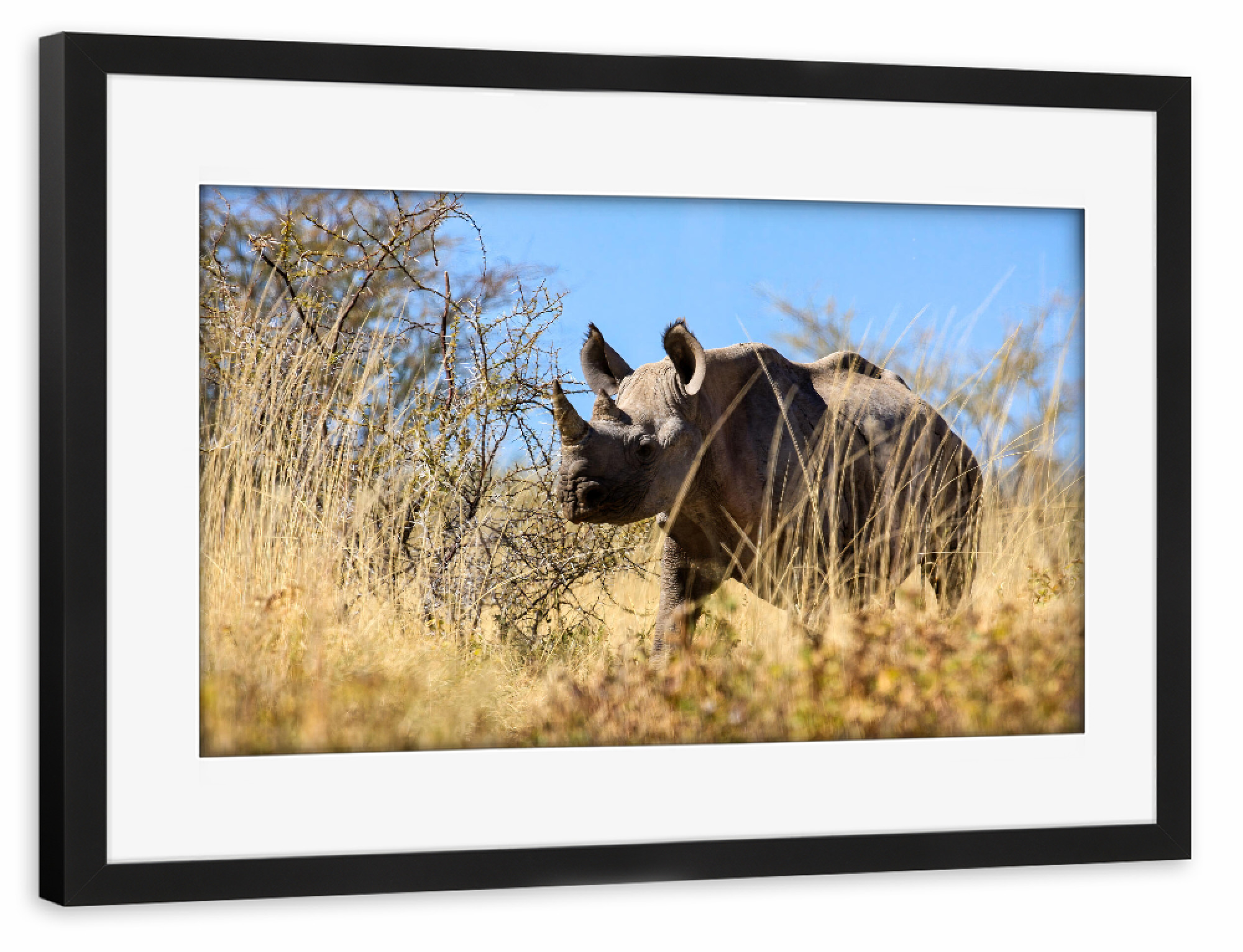 Poster mit Rahmen schwarz "Nashorn in der Savanne von Namibia" artboxONE - Tiere,Reise / Afrika