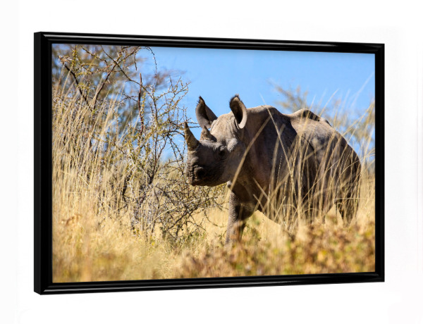Poster mit schwarzem Rahmen "Nashorn in der Savanne von Namibia" artboxONE - Tiere,Reise / Afrika