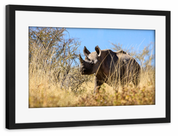 Poster mit Rahmen schwarz "Nashorn in der Savanne von Namibia" artboxONE - Tiere,Reise / Afrika