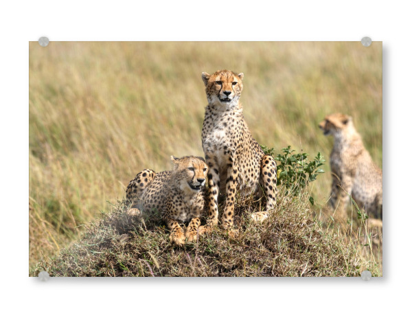 Acrylglasbild "Die Geparden" artboxONE - Tiere,Reise / Afrika - Geparden,Afrika,Raubkatze,Savanne,Safari,Serengeti,Masai mara,Ostafrika,Gepard,Katze