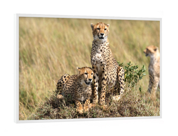 Poster mit weißem Rahmen "Die Geparden" artboxONE - Tiere,Reise / Afrika