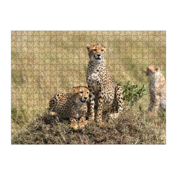 Puzzle Ravensburger "Die Geparden" artboxONE - Tiere,Reise / Afrika
