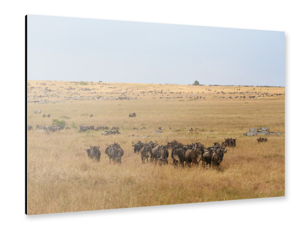 Alu-Dibond "Wanderung der Gnus" 30x20 cm artboxONE