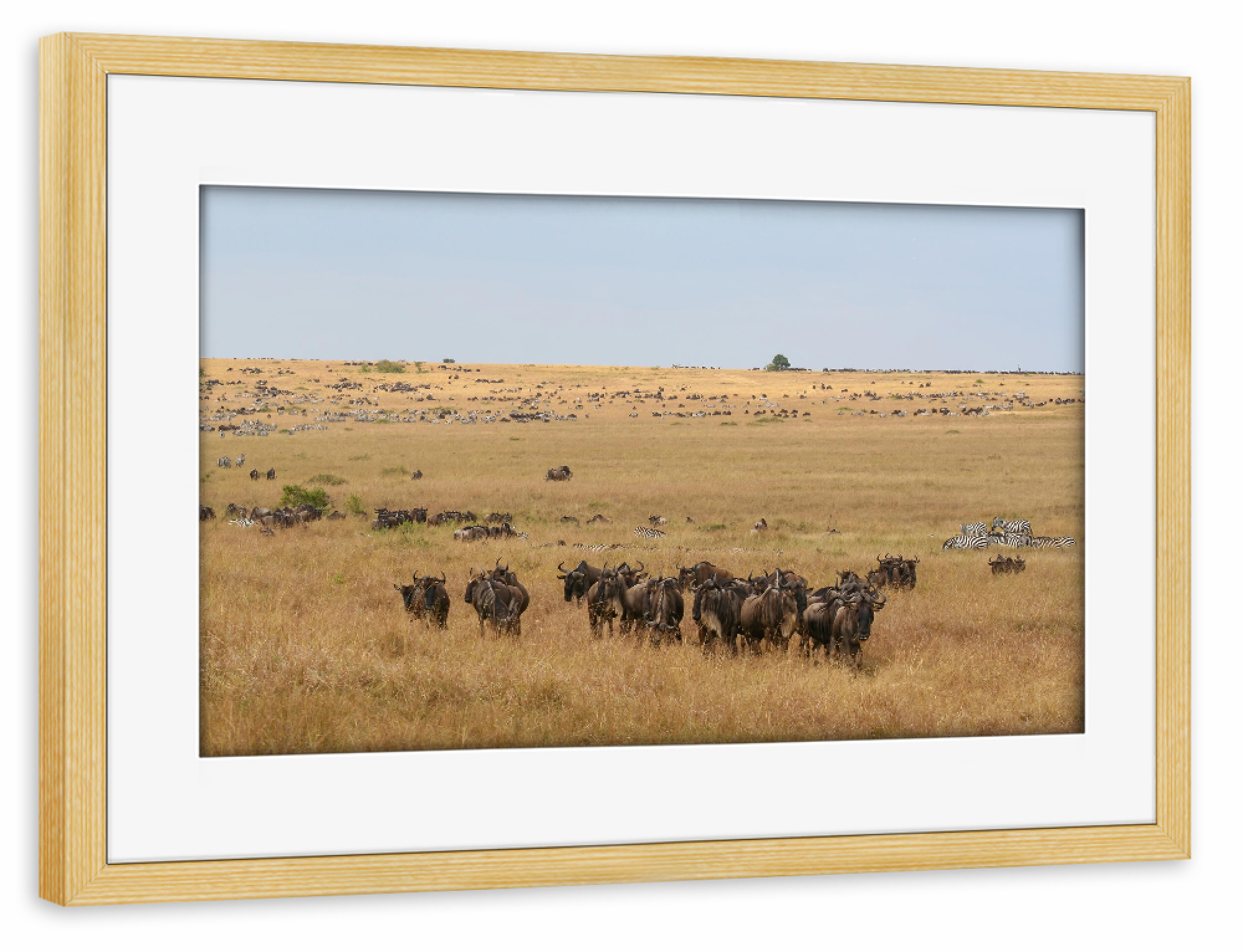 Poster mit Rahmen kiefer "Wanderung der Gnus" artboxONE - Natur,Tiere,Reise / Asien