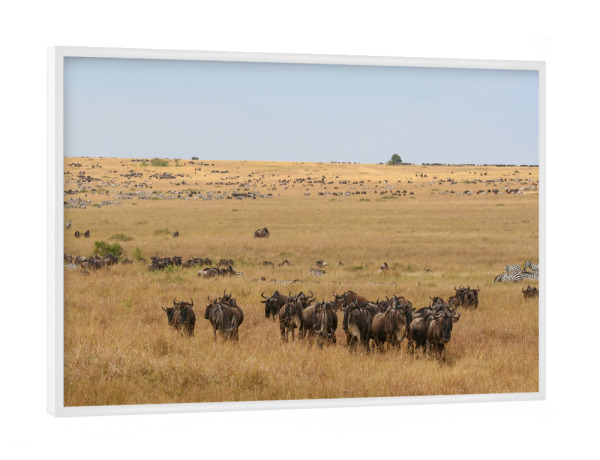 Poster mit weißem Rahmen "Wanderung der Gnus" artboxONE - Natur,Tiere,Reise / Asien