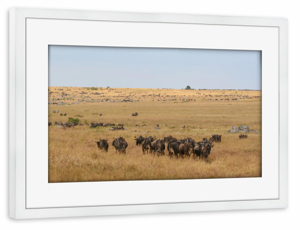 Poster mit Rahmen weiß "Wanderung der Gnus" artboxONE - Natur,Tiere,Reise / Asien