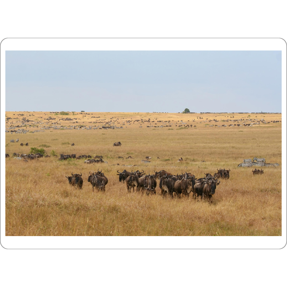 Tischset "Wanderung der Gnus" artboxONE - Natur,Tiere,Reise / Asien