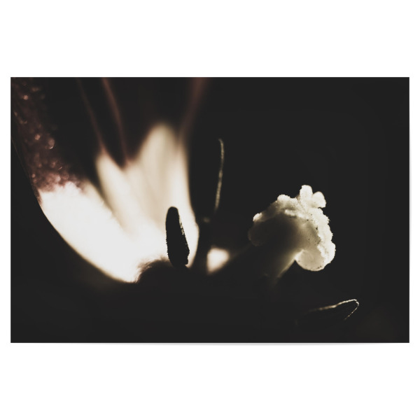 Poster "Details" artboxONE - Natur,Floral,Für Mama