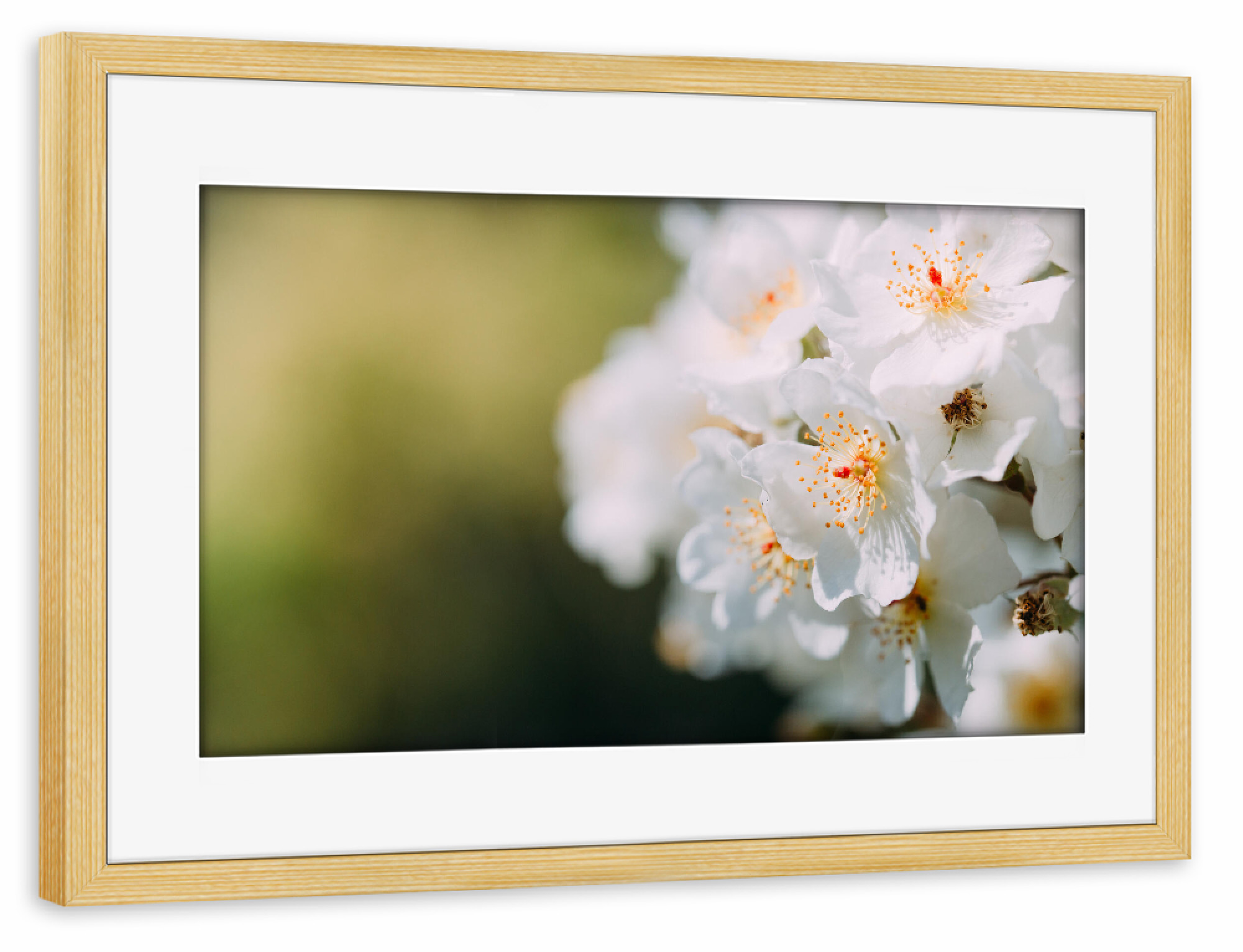 Poster mit Rahmen kiefer "Weiße Kirschblüte" artboxONE - Natur,Floral