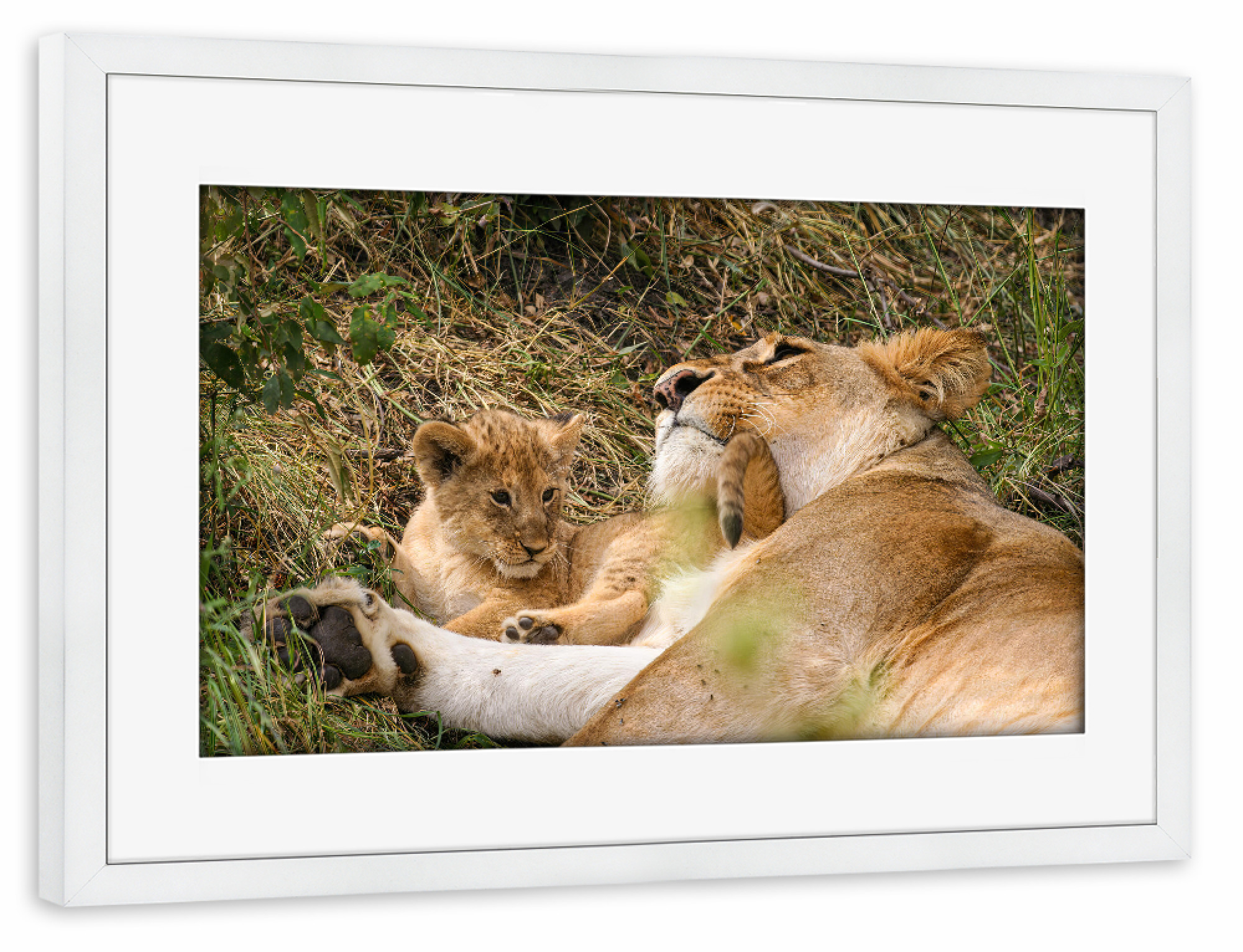 Poster mit Rahmen weiß "Löwenmutter mit Baby" artboxONE - Tiere,Reise / Afrika