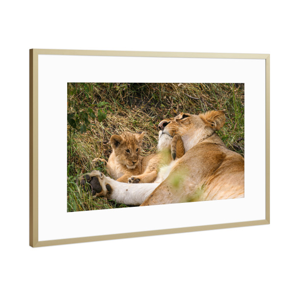 Poster mit Rahmen Gold "Löwenmutter mit Baby" artboxONE - Tiere,Reise / Afrika