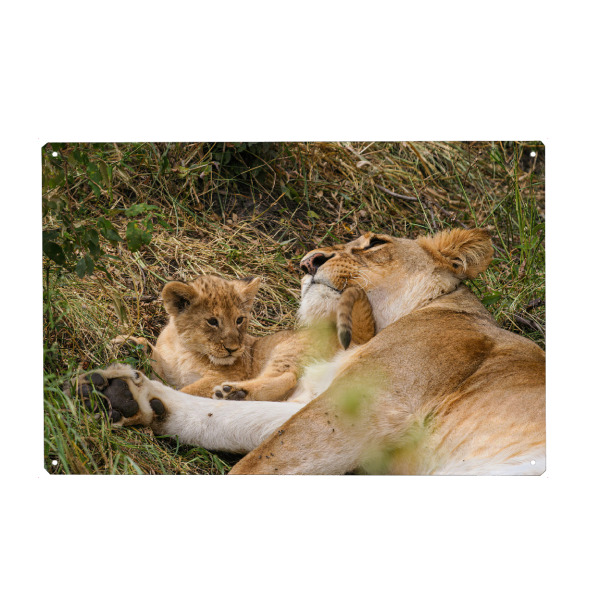 Holzbild "Löwenmutter mit Baby" artboxONE - Tiere,Reise / Afrika - Löwe,Afrika,Löwen,Safari,Raubkatze,Raubtier,Savanne,Masai mara,Serengeti