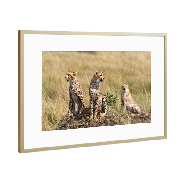 Poster mit Rahmen Gold "Geparden in Afrika" artboxONE - Tiere,Reise / Afrika