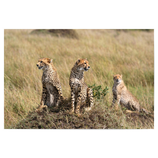 Poster "Geparden in Afrika" artboxONE - Tiere,Reise / Afrika - Geparden,Afrika,Raubkatze,Savanne,Safari,Serengeti,Masai mara,Ostafrika,Gepard,Katze
