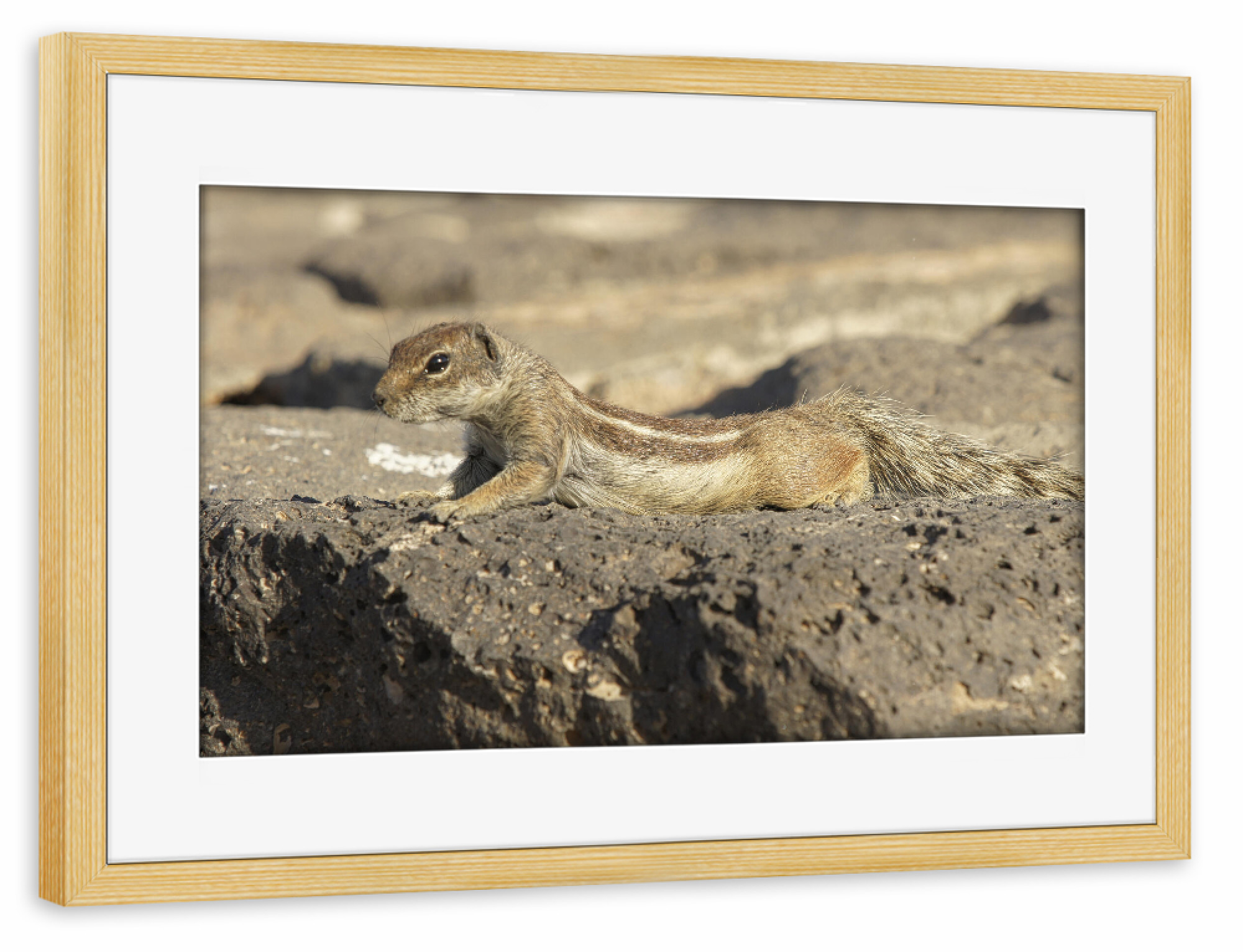 Poster mit Rahmen kiefer "Atlas-Streifenhörnchen chillt" artboxONE - Natur,Tiere,Reise / Strand und Meer,Reise / Länder