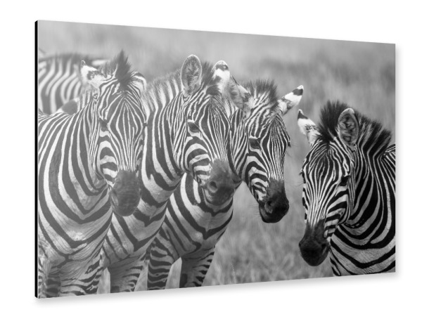 Alu-Dibond "Zebras in der Wildnis" 30x20 cm artboxONE