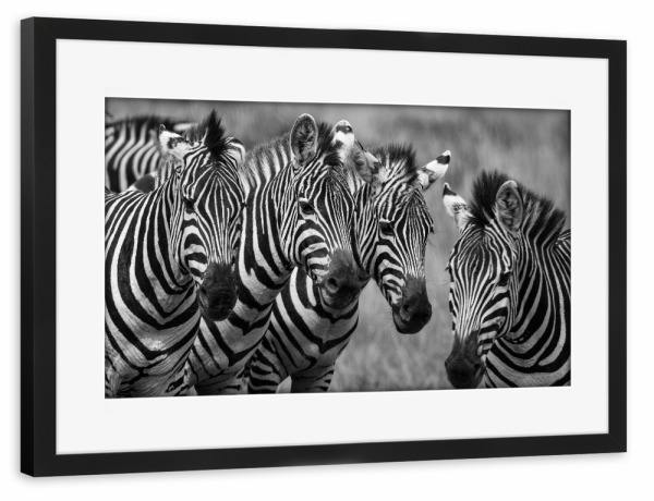 Poster mit Rahmen schwarz "Zebras in der Wildnis" artboxONE - Tiere,Reise / Afrika