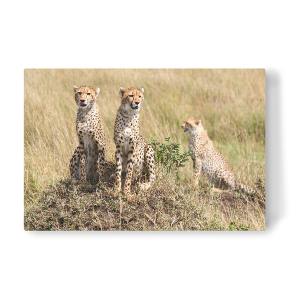 Leinwandbild "Geparden in der Savanne" artboxONE - Natur,Tiere,Reise / Afrika