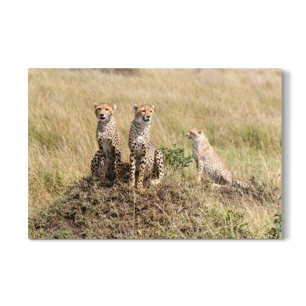Galerie-Print "Geparden in der Savanne" 30x20 cm artboxONE