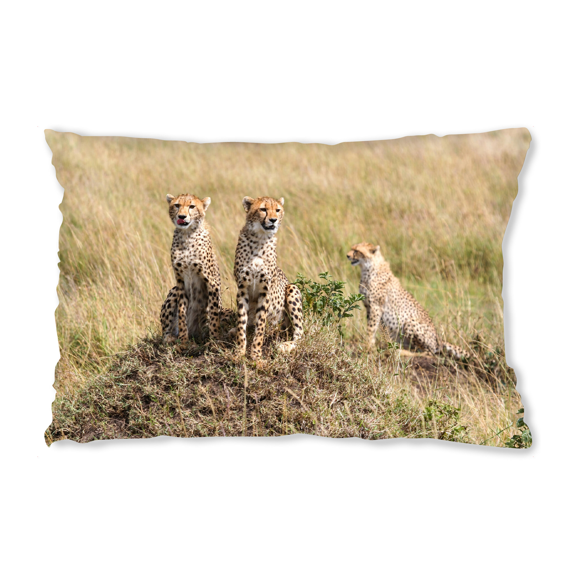 Design-Kissen "Geparden in der Savanne" artboxONE - Natur,Tiere,Reise / Afrika