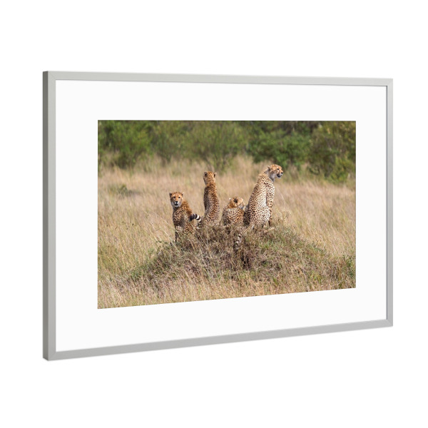 Poster mit Rahmen Silber "Gepardenbrüder" artboxONE - Natur,Tiere,Reise / Afrika