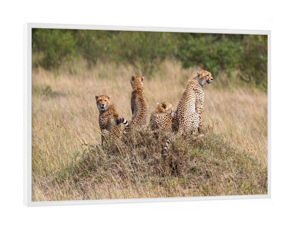 Poster mit weißem Rahmen "Gepardenbrüder" artboxONE - Natur,Tiere,Reise / Afrika