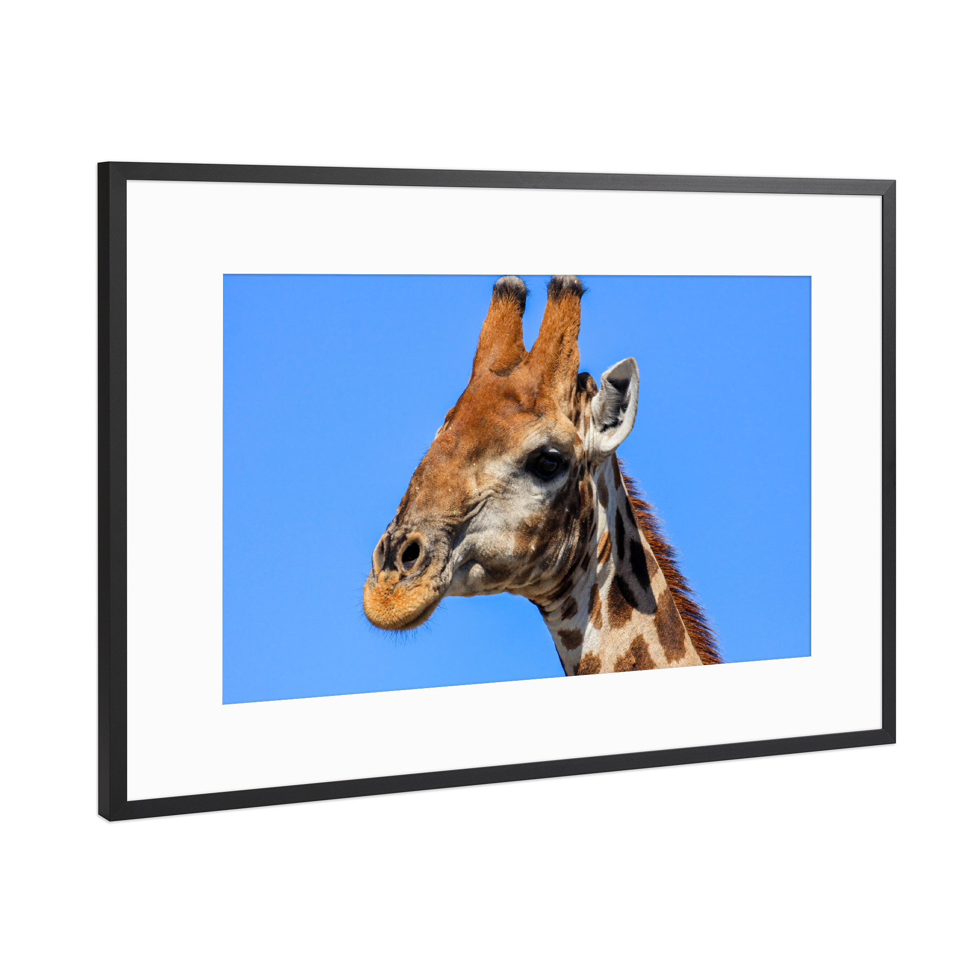 Poster mit Rahmen Schwarz (Metallic) "Porträt einer Giraffe" artboxONE - Tiere,Reise / Afrika