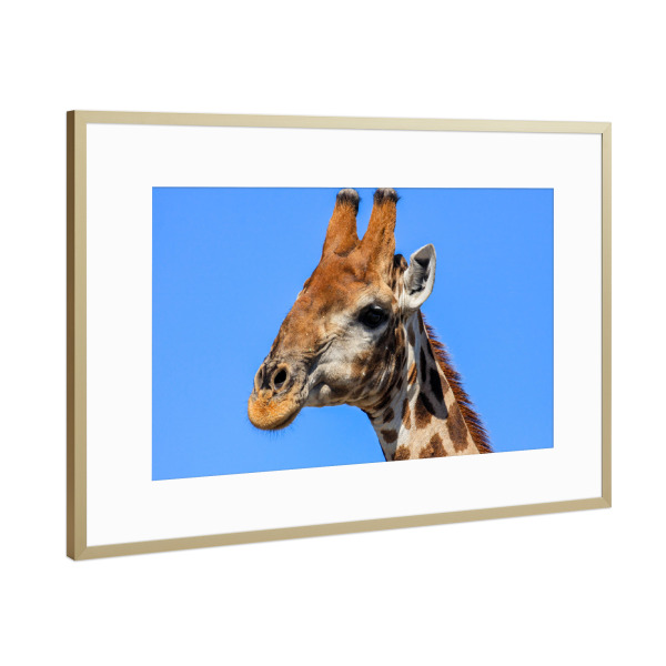Poster mit Rahmen Gold "Porträt einer Giraffe" artboxONE - Tiere,Reise / Afrika