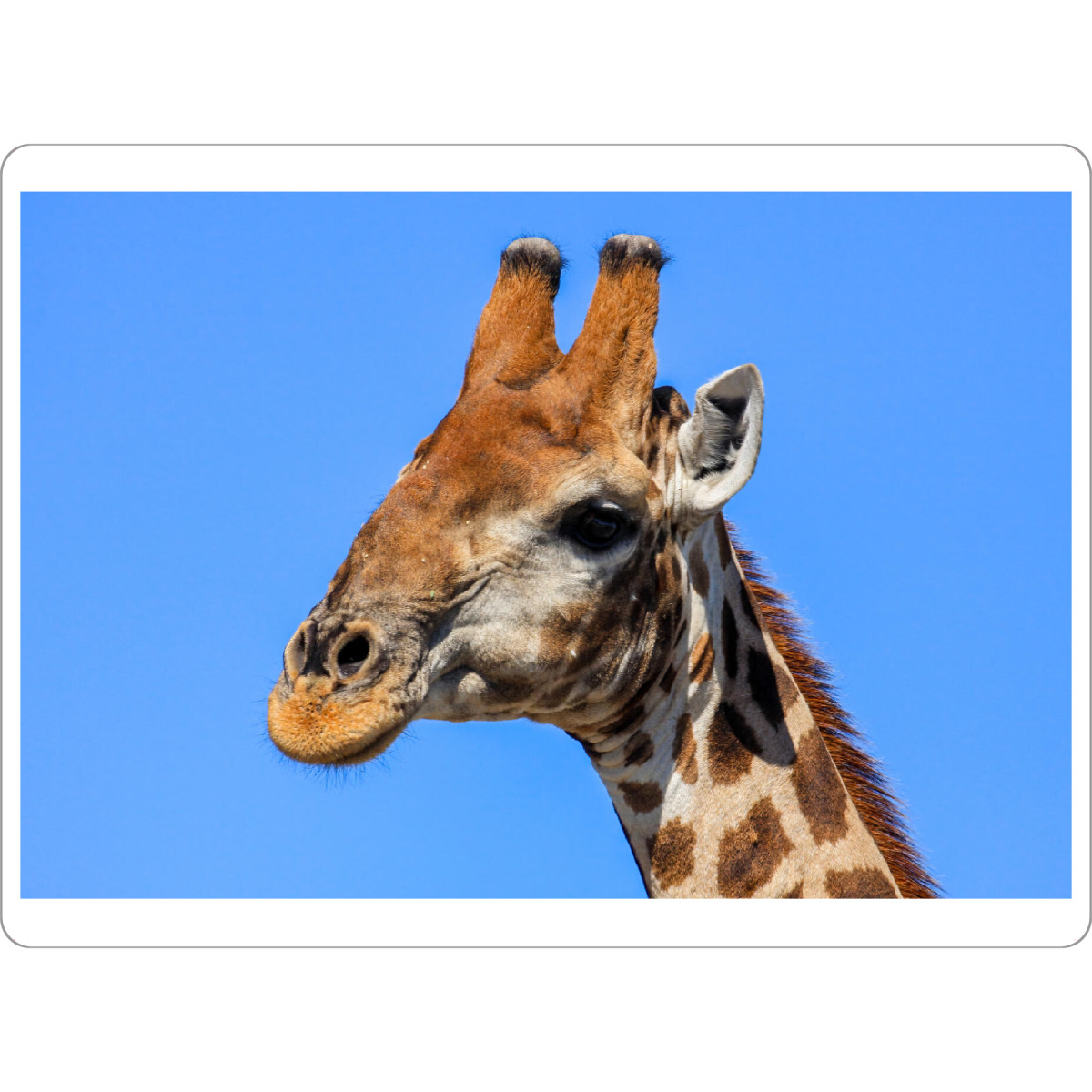 Tischset "Porträt einer Giraffe" artboxONE - Tiere,Reise / Afrika